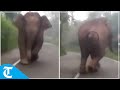 Wild elephant chases forest vehicle in Tamil Nadu's Nilgiris