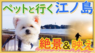 【🧸犬と江ノ島Vlog🎬】ドッグメニューありのお店とインスタ映えスポットを紹介！