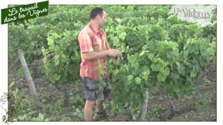 Le travail dans les vignes