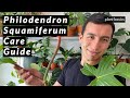 My Complete Philodendron Squamiferum Care Guide