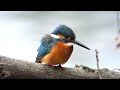 ビデスコ 野鳥 2020.01.12　カワセミ　 common kingfisher