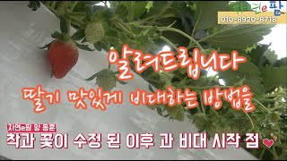 딸기 1화방 과비대 기 안정적인 비대 방법은??? 정말 쉬운데... 어렵게 공개합니다. 비법 중에 비법 !! fmc농법 딸기 재배의 이유가 여기에 있습니다.