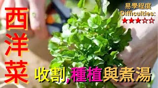 【小小葉子功效大】西洋菜清肺有效.清甜.易種! 附〘老薑刮痧療法〙 How to grow and make Watercress soup