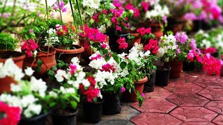 Plants in my home                                           എന്റെ വീട്ടിലെ ചെടികൾ