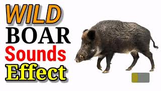 Tunog ng Baboy-damo [ Wild-Boar Sounds Effect ] . No Copyright