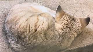 アミーラちゃん♪ スナネコ　埼玉県こども動物自然公園 にて　2025年1月18日