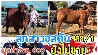 #วัวงามจากราคา80000ทุกวันนี้เฉพาะลูก250000 โชว์ผลงานฮุสตัน #999/1 #วัวสาวF1 จ.บุรีรัมย์ นายต้นกล้า