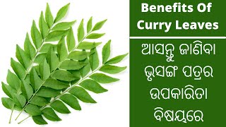 Bhrusanga patra ra upakarita || ଭୃସଙ୍ଗ ପତ୍ରର ଉପକାରିତା || Benefits Of Curry Leaves || Upakarita