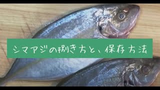 シマアジの捌き方と保存方法