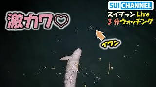 イワシと遊ぶ子供イルカが可愛すぎる！！【スイチャン３分Liveまとめ】