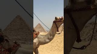 camel ride near the Great Pyramid #egypt #camelride #shorts #youtube #greatpyramid #giza #experience