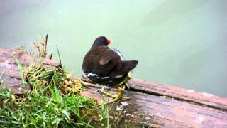 沖縄総合運動公園　バン鳥２