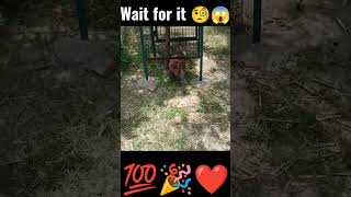 world amazing Best short video 393🧐💯 wait for it 🧐😱😎💯#shorts #viral #trending #ytshorts #animals