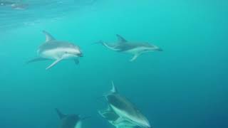 Dolphin Swim Kaikoura