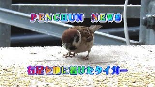 足を悪くしたスズメのタイガーの足が快復しました