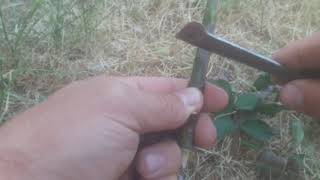 Gül göz aşı tekniği tree grafting