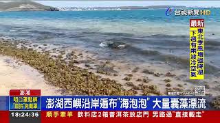 澎湖西嶼沿岸遍布海泡泡 大量囊藻漂流