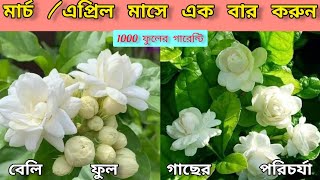 বেলি গাছে এক খাবারে প্রচুর ফুল৷ঝুড়ি ঝুড়ি ফুল আসবে কয়েক দিনে এপ্রিলেই করুন এই কাজ