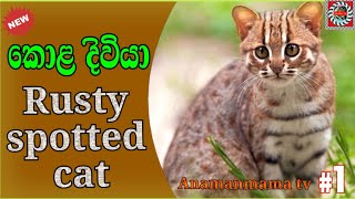 කොළ දිවියා - Rusty spotted cat - prionailurus rubiginosus - Anamanmam tv 2025