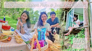 Vlog#8 体验🌳树上度假屋 Tree House @ Plateau Farm Janda Baik Bentong🚗🐶🌳🍃……Happy Staycation