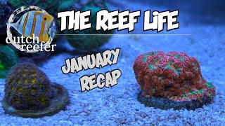 THE REEF LIFE | January RECAP 📅