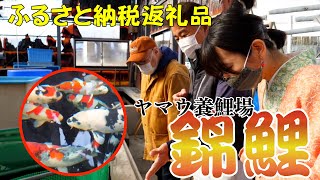 「泳ぐ宝石」「泳ぐ芸術品」海外からも大注目‼ヤマウ養鯉場「錦鯉」【南魚沼散歩 短縮版】南魚沼の「とっておきスポット・グルメ等」を紹介