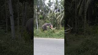 #elephant #wildlife #animals #wildelephant