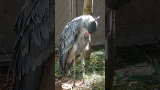 ハシビロコウ　アサンテ　上野動物園