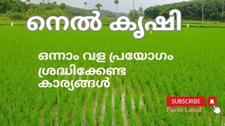 നെൽകൃഷി ഒന്നാം വളം ഇടുമ്പോൾ ശ്രദ്ധിക്കേണ്ട കാര്യങ്ങൾ|Farm land