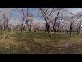 【桜】八戸市営東霊園【360度動画】