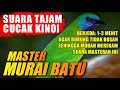 BURUNG MASTER MURAI BATU 🔴 SUARA CUCAK KINOI berjeda 1-3 menit