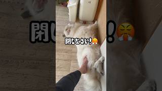 淑女教育を盛大に失敗した超大型犬がコチラ #greatpyrenees #グレートピレニーズ #大型犬