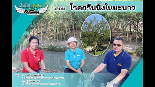 ติดปีกเกษตร by เอราวัณ EP.51 ตอน โรคกรีนนิ่งในสวนมะนาว 🍋