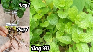 పుదీనా ఇలా ఈజీగా పెంచండి//How to Grow Mint From Cutting (Step ByStep Guide) #how #mint #trending