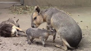 生後一週間のマーラの赤ちゃん ①（井の頭自然文化園）Baby Mara