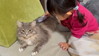 3歳児の前でも無防備な猫　サイベリアンA cat that is defenseless even in front of a 3-year-old child. Siberian