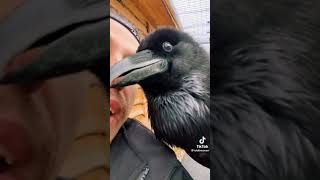 Talking crow / shock 🤯/ he speaks like a man. #crown #animal #liveanimals