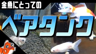 金魚にとっての【ベアタンク】～砂利との比較～