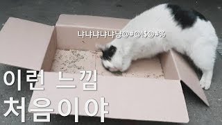 길고양이에게 고양이 마약이라고 불리는 캣닢을 줬더니...