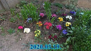 │2020.03.19.│Tavasz, virágok│Spring, Flowers│