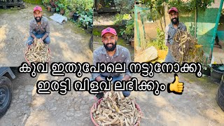 കുവ ഇതുപോലെ നട്ടുനോക്കൂ ഇരട്ടി വിളവ് ലഭിക്കും👍#medicine#food#plantingtips#organicfarming#harvesting