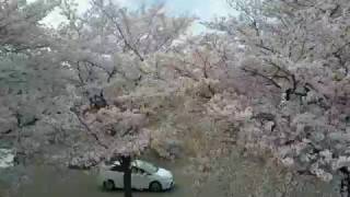 佐野市秋山川（堀米）公園の桜　ドローン空撮