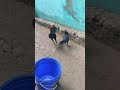 இங்க ஒரு மாங்கா மடையே இங்க ஒரு வாத்து மடையே 😂😂😂😂😂 funny_chicken tamil_funny_video kozhi_koothugal