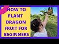 VG06: Dragon Fruit Startup for Beginners | Victoria's Garden Philippines