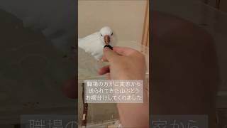 【オキナインコ】自然の恵みはお口に合わないそうで　#みずたまのおうち #山葡萄 #何をしてもかわいい