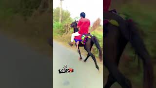 beautiful horse rewal chal video kano