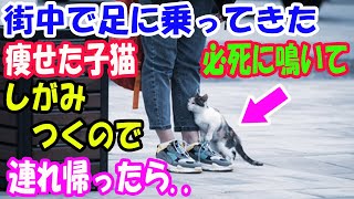 町を歩いていたら足に乗ってきて必死に鳴くガリガリに痩せた子猫。下ろしてもまた足に乗ってきて、病院に連れて行くと獣医の言った事に絶句【猫の不思議な話】【朗読】