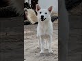 ✨adorable tiny white puppy cutest dog ever beautiful 🐶💖