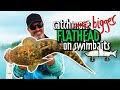 Hunting a Metre Flathead on the Gold Coast