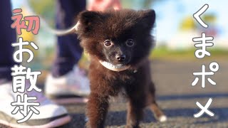 くまさんみたいな ふわもこポメラニアンの子犬、はじめての一歩【お迎え1ヶ月目】